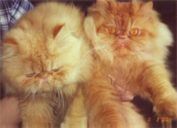 Персидская красная мраморная кошка Люсинда и персидский экстремальный красный мраморный кот Роня
