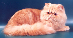 Персидский кот - экстремал Роня, окрас - красный мрамор