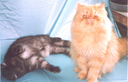 Экзотическая кошка Арабелла играет с персидским красным мраморным котом Роней