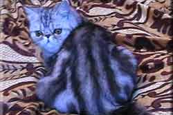Серебристо-мраморная (silver tabby) персидская экзотическая кошка Zlata-de-lamoor Goldy-Marble