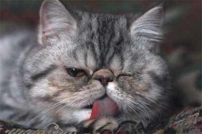 Экзотическая кошка серебристое пятно