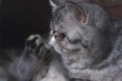 Экзотическая кошка серебристое пятно