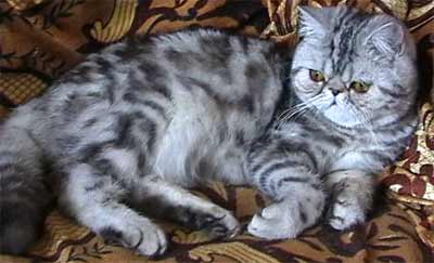 Exotic silver tabby female Zaretta Goldy-Marble